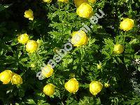 Trollius altissimus Crantz (Trollius europaeus auct.)