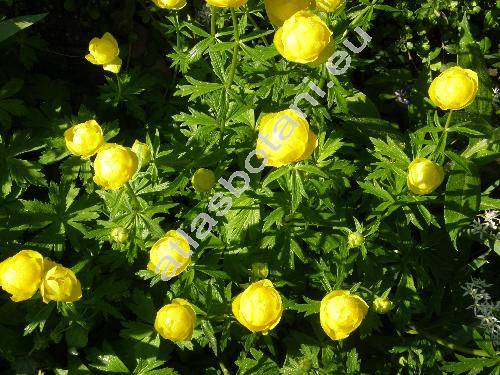 Trollius altissimus Crantz (Trollius europaeus auct.)