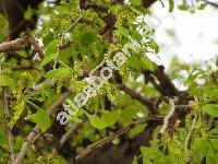 Ginkgo biloba L. (Salisburia adiantifolia Sm.)