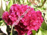 Celosia argentea f. cristata (L.) O. Kuntze