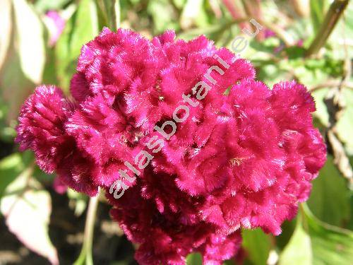 Celosia argentea f. cristata (L.) O. Kuntze