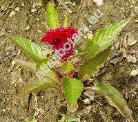 Celosia argentea f. cristata (L.) O. Kuntze