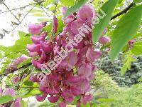 Robinia viscosa Vent. (Robinia glutinosa Sims)