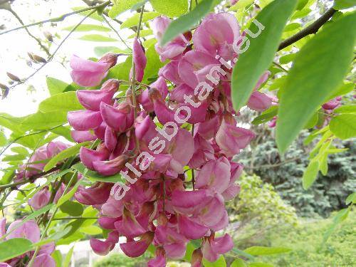 Robinia viscosa Vent. (Robinia glutinosa Sims)