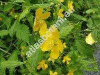Kerria japonica (L.) DC. (Rubus japonicus L., Corchorus japonicus (L.) Thunb.)