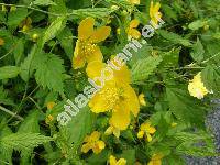 Kerria japonica (L.) DC. (Rubus japonicus L., Corchorus japonicus (L.) Thunb.)