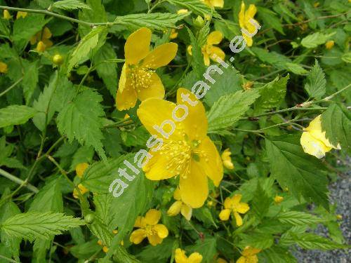 Kerria japonica (L.) DC. (Rubus japonicus L., Corchorus japonicus (L.) Thunb.)