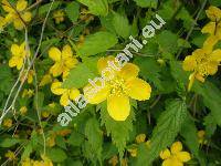 Kerria japonica (L.) DC. (Rubus japonicus L., Corchorus japonicus (L.) Thunb.)