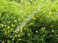 Kerria japonica (L.) DC. (Rubus japonicus L., Corchorus japonicus (L.) Thunb.)