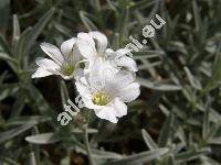 Cerastium biebersteinii DC.