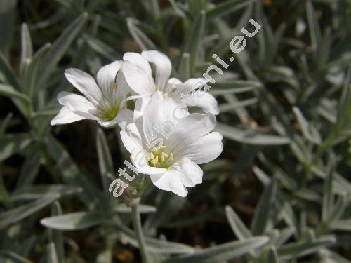 Cerastium biebersteinii DC.