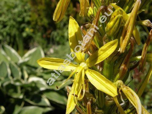 Asphodeline lutea (Asphodeline lutea (L.) Rchb.)