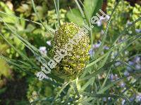 Asphodeline lutea (Asphodeline lutea (L.) Rchb.)