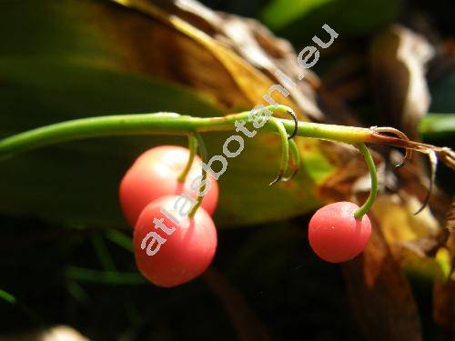 Convallaria majalis L.