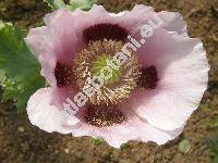 Papaver somniferum L. (Papaver officinale L.)