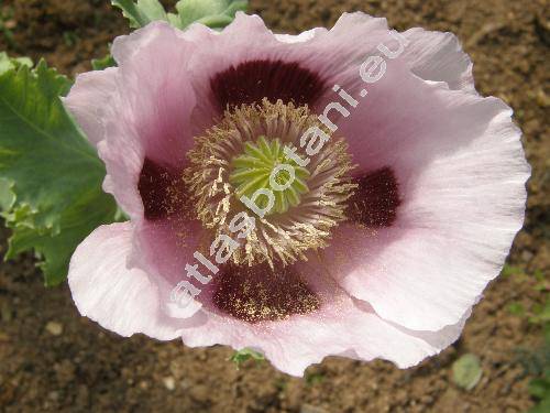 Papaver somniferum L. (Papaver officinale L.)