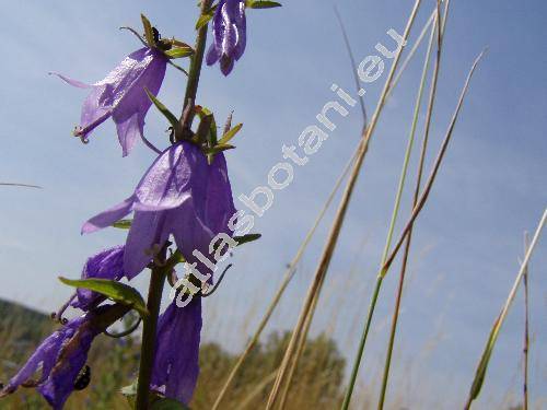 Campanula rapunculoides L. (enkia rapunculoides (L.) Opiz)