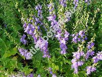 Campanula rapunculoides L. (enkia rapunculoides (L.) Opiz)