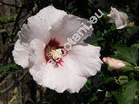 Hibiscus syriacus L. (Ketmia syriaca (L.) Scop., Ketmia arborea Moench)