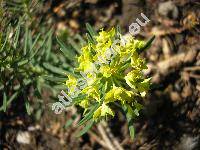 Euphorbia cyparissias L. (Tithymalus cyparissias (L.) Hill)
