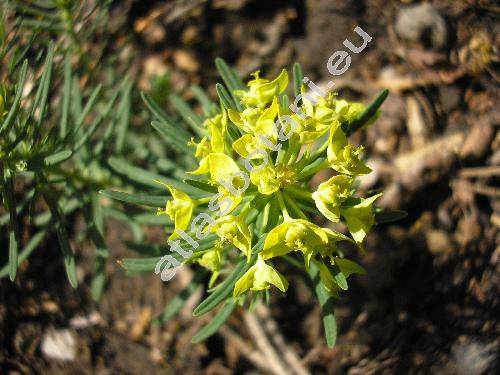 Euphorbia cyparissias L. (Tithymalus cyparissias (L.) Hill)