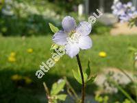 Polemonium reptans (Polemonium reptans L.)