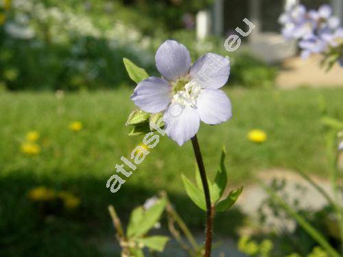 Polemonium reptans (Polemonium reptans L.)