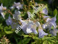 Polemonium reptans (Polemonium reptans L.)