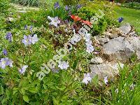 Polemonium reptans (Polemonium reptans L.)