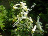 Corydalis ochroleuca (Corydalis ochroleuca Koch, Fumaria alba Mill., Pseudofumaria alba (Mill.) Lid.)