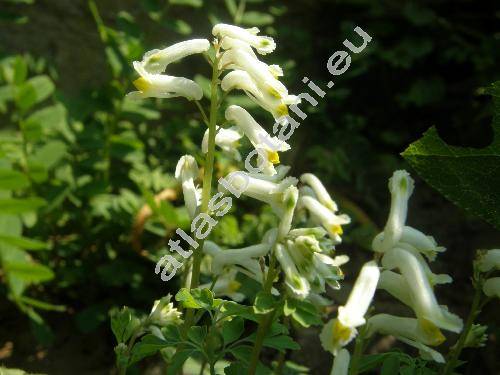 Corydalis ochroleuca (Corydalis ochroleuca Koch, Fumaria alba Mill., Pseudofumaria alba (Mill.) Lid.)