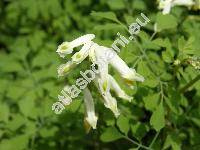 Corydalis ochroleuca (Corydalis ochroleuca Koch, Fumaria alba Mill., Pseudofumaria alba (Mill.) Lid.)