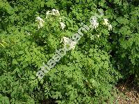 Corydalis ochroleuca (Corydalis ochroleuca Koch, Fumaria alba Mill., Pseudofumaria alba (Mill.) Lid.)