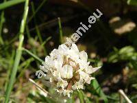 Trifolium repens L. (Amoria repens (L.) C. Presl)