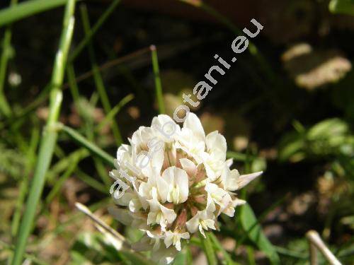 Trifolium repens L. (Amoria repens (L.) C. Presl)