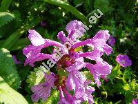 Stachys grandiflora (Stev. ex Willd.) Benth. (Betonica grandiflora (Stev. ex Willd.))