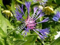 Centaurea montana L. (Cyanus montanus (L.) Hill)