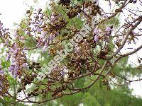 Paulownia tomentosa Steudel (Bignonia tomentosa  Thunb., Paulownia imperialis Sieb. et Zucc.)