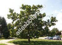 Paulownia tomentosa Steudel (Bignonia tomentosa  Thunb., Paulownia imperialis Sieb. et Zucc.)