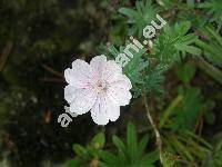 Geranium sanguineum L. subsp. striatum