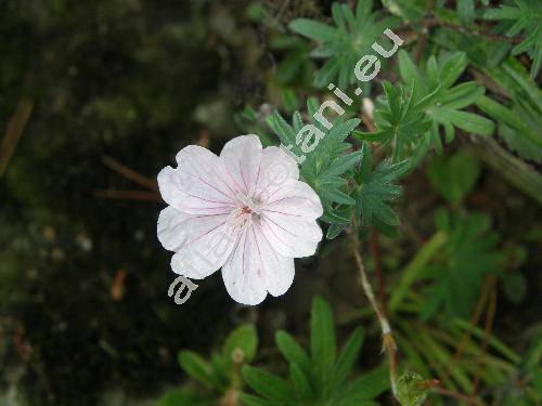 Geranium sanguineum L. subsp. striatum