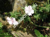 Geranium sanguineum L. subsp. striatum