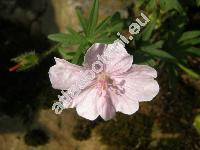 Geranium sanguineum L. subsp. striatum