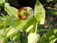 Helleborus foetidus L.