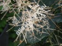 Cotinus coggygria (Cotinus coggygria Scop., Rhus cotinus L.)