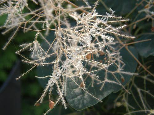 Cotinus coggygria (Cotinus coggygria Scop., Rhus cotinus L.)