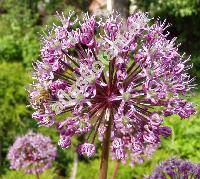 Allium stipitatum Regel