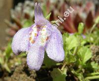 Mazus stolonifera