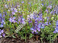 Veronica prostrata L. (Veronica teucrium L. var. prostrata (L.) Spen., Veronicastrum prostratum (L.) Opiz)