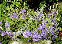 Veronica prostrata L. (Veronica teucrium L. var. prostrata (L.) Spen., Veronicastrum prostratum (L.) Opiz)
